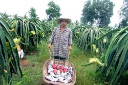 'Cảm hứng' làm giàu trên vùng đất nông thôn mới Sài thành: Trồng rau 'hoàng đế', thanh long kiểu độc lạ