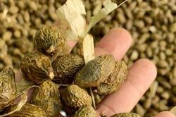Nỗi lo vào mùa 'lộc rừng' 4 năm mới có 1 lần
