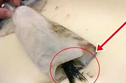 Thấy con mực tươi liền mua, người phụ nữ 'đứng hình' khi phát hiện điều bất ngờ