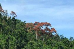 Trèo hái 'lộc rừng', một người đàn ông bị ngã dập phổi nguy kịch