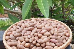 Cây Ươi