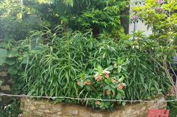 Phát hiện người dân trồng 117 cây cần sa trong vườn nhà