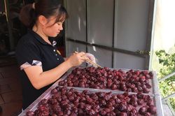 Đặc sản mứt mận Bắc Hà