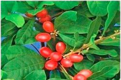 'Miracle Berry' - loại quả kỳ lạ biến vị chua thành vị ngọt
