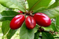 Loại quả biến vị chua cay thành ngọt, ai cũng muốn thưởng thức dù giá cao 'ngất ngưởng'