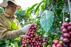 Lúa gạo, mía đường và cà phê gặp thách thức lớn