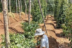 Nông dân Vĩnh Linh tái đầu tư cây hồ tiêu