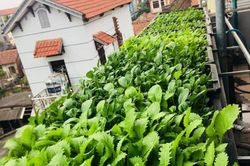 Người phụ nữ chi chưa đến 4 triệu để làm vườn ở tầng thượng