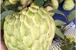 Na hoàng hậu, có trái nặng tới 1,5kg