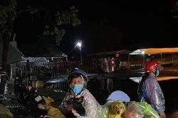 Cà Mau yêu cầu báo cáo việc tiêu hủy 15 con chó mà người dân mang từ Long An về
