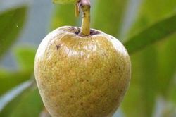 Thức quà quê - bình bát dầm đá đường