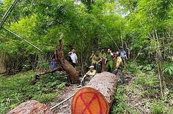 Bình Thuận: Điều tra vụ khai thác 6m3 gỗ lim tại Khu Bảo tồn thiên nhiên Núi Ông