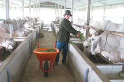 Tây Ninh: Nuôi thứ bò con nào màu da cũng bạc bạc, trăng trắng, ông nông dân thu lãi đều như vắt chanh