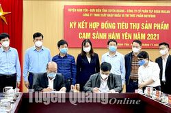 Ký kết tiêu thụ 16.000 tấn cam sành Hàm Yên