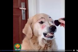 Clip: Chú chó biểu cảm 'khó đỡ' khi được chủ... trang điểm