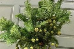 Cành thông tươi đón Noel sớm giá chỉ từ 130 nghìn đồng/cành