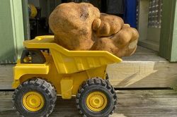 Củ khoai tây khổng lồ nặng gần 8kg có thể giành kỷ lục thế giới