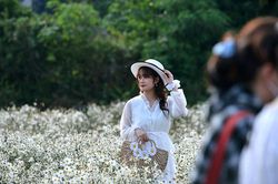 Thiếu nữ Hà Nội thướt tha bên cúc họa mi đầu mùa