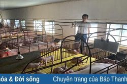 Giá lợn hơi tăng trở lại nhưng người chăn nuôi vẫn dè dặt tái đàn