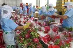 Từ ngày 23/11, rau quả xuất khẩu vào EU sẽ thực hiện theo quy định mới