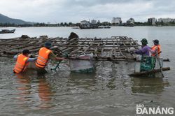 Quận Sơn Trà vận động, hỗ trợ người dân tháo dỡ lồng bè nuôi trồng thủy sản trái phép