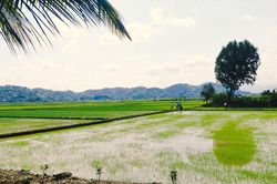 Đạ Tẻh với mục tiêu huyện nông thôn mới kiểu mẫu