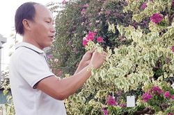 Kinh tế Nông nghiệp - Nông thôn 'Sống khỏe' nhờ trồng hoa giấy