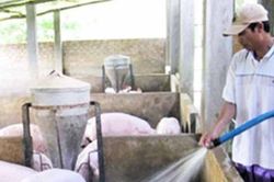 Giá lợn hơi giảm sâu, nhiều người nông dân 'đứng ngồi không yên'