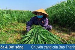 Chủ động chống đói, rét cho đàn vật nuôi