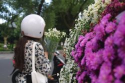 Cúc họa mi đầu mùa, giá cao vẫn hút khách