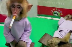 Vườn thú Trung Quốc bị chỉ trích vì cho khỉ con 'phì phèo' thuốc lá