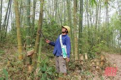 Dự ước hỗ trợ 16.020 triệu đồng phát triển vùng luồng thâm canh