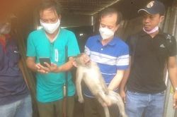 Bắn hạ khỉ hoang tấn công người dân ở quận 12