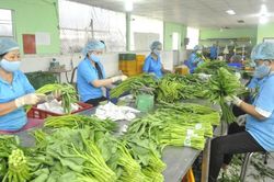 Đài Loan tăng nhập khẩu rau củ từ thị trường Việt Nam