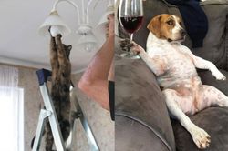 Hành động đáng ngờ của thú cưng gây băn khoăn: Liệu chúng có thật là động vật?