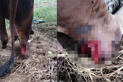 Công an điều tra vụ đàn bò hàng trăm triệu bị kẻ xấu chặt đứt chân