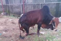 Xót xa đàn bò 5 con của người dân Nghệ An bị kẻ gian chặt đứt chân