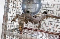 TT- Huế: Tàng trữ kỳ đà vân trong sách đỏ, người đàn ông bị phạt 270 triệu đồng