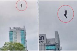 Cảnh chim đại bàng bỗng 'hóa đá' lơ lửng, bất động giữa bầu trời, tất cả thất thần gọi cảnh sát
