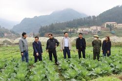 Kiểm tra tình hình sản xuất nông nghiệp tại thị xã Sa Pa