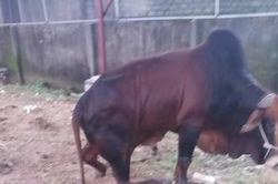 Công an điều tra vụ đàn bò trị giá hàng trăm triệu bị đứt chân