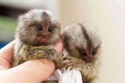 Tan chảy trước những loài động vật nhỏ bé đáng yêu nhất thế giới