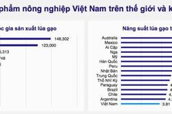 Sản xuất lúa gạo Việt Nam đứng tốp đầu thế giới nhưng năng suất đứng thứ 15