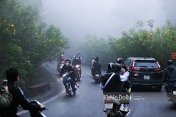 Hà Nội: Giới trẻ đổ xô đi ngắm hoa dã quỳ ngày cuối tuần tại Vườn quốc gia Ba Vì