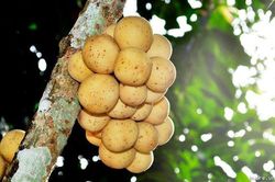 Hương rượu lòn bon vẹn tròn một dạ