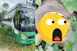 Xe khách bị cỏ dại 'xâm chiếm' khi vắng chủ, vật tìm thấy ở bánh xe mới bất ngờ