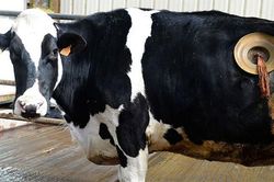 Sự thật giật mình chiếc lỗ 'bình xăng' khoét sâu trên bụng bò sữa