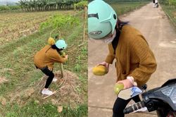 Cô gái trộm đu đủ lên mạng xin lỗi làm netizen xôn xao