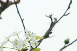 Hoa lê rừng xuống phố phục vụ người dân 'chơi Tết' sớm