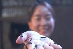 Sử dụng loại côn trùng đen sì để biến rác thải thành 'vàng'